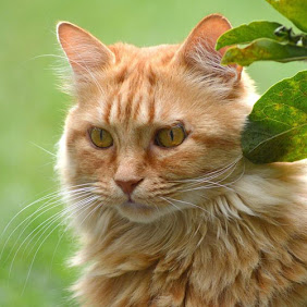 Kattenwinkel