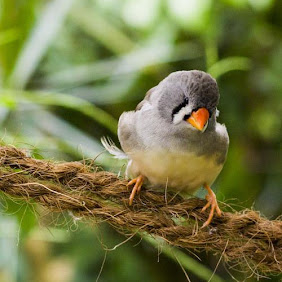 Vogelbenodigdheden voor binnen en buiten