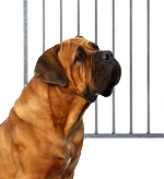 categorie-Hondenkennel grote hond