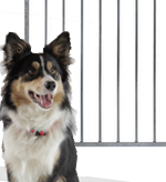 categorie-Hondenkennel middel hond