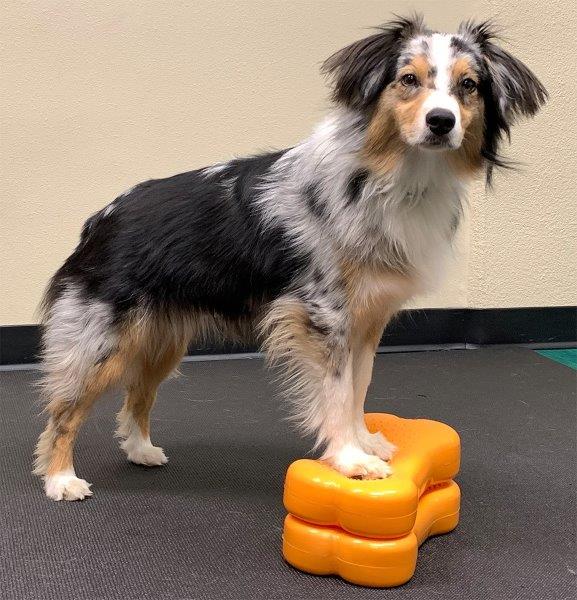 FitPAWS Bone Mini set van 2  Oranje