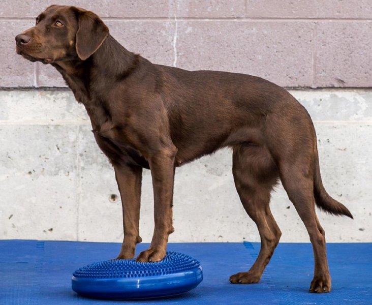 FitPAWS Balance Disc  M  Blauw