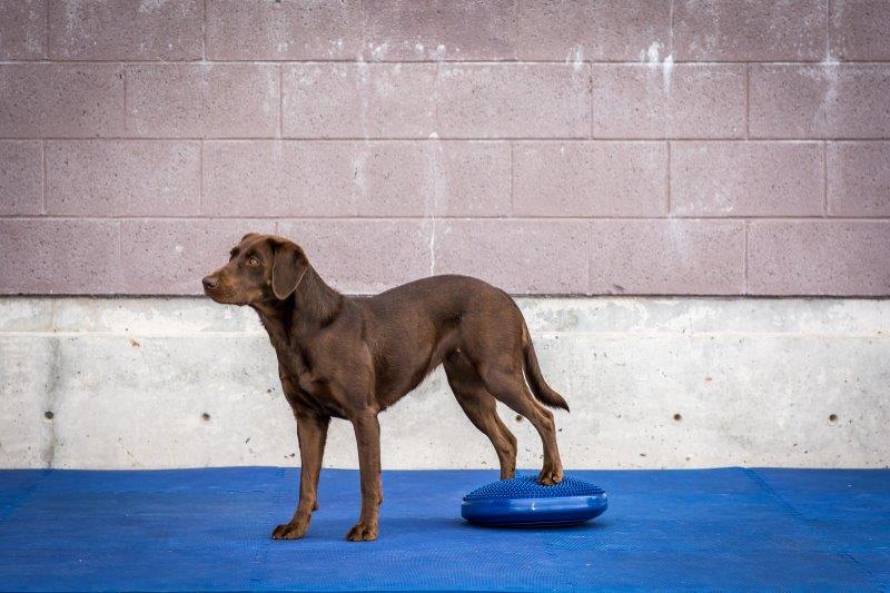 FitPAWS Balance Disc  M  Blauw