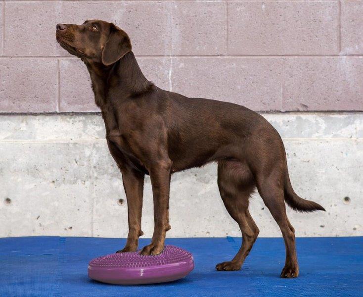 FitPAWS Balance Disc  M  Roze