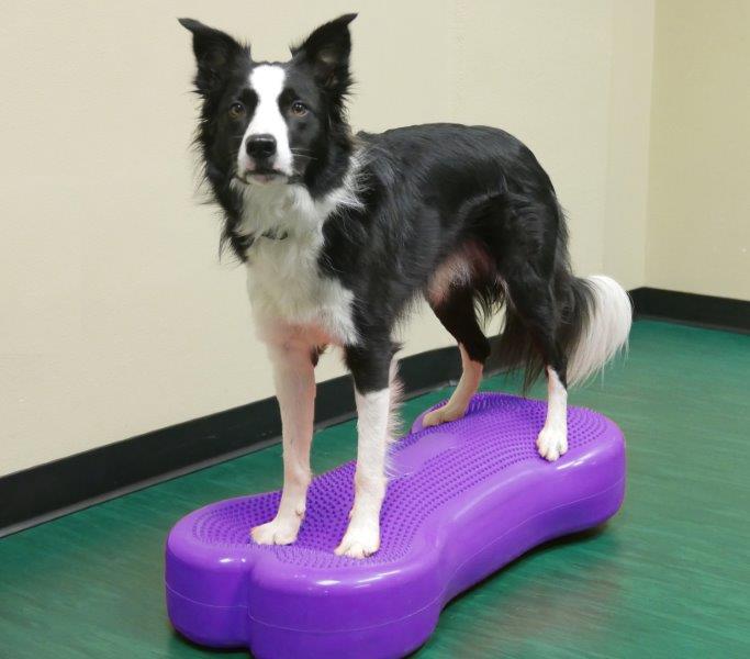 K9FITbone Balanskussen  Giant  Violet