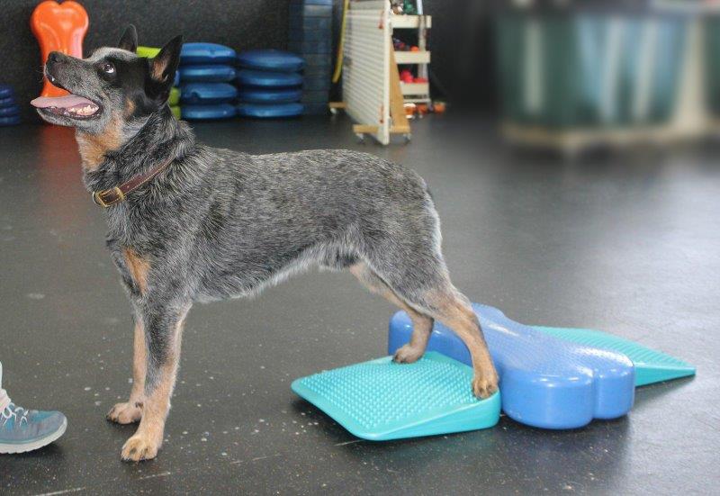 FitPAWS Balance Ramp  Aqua
