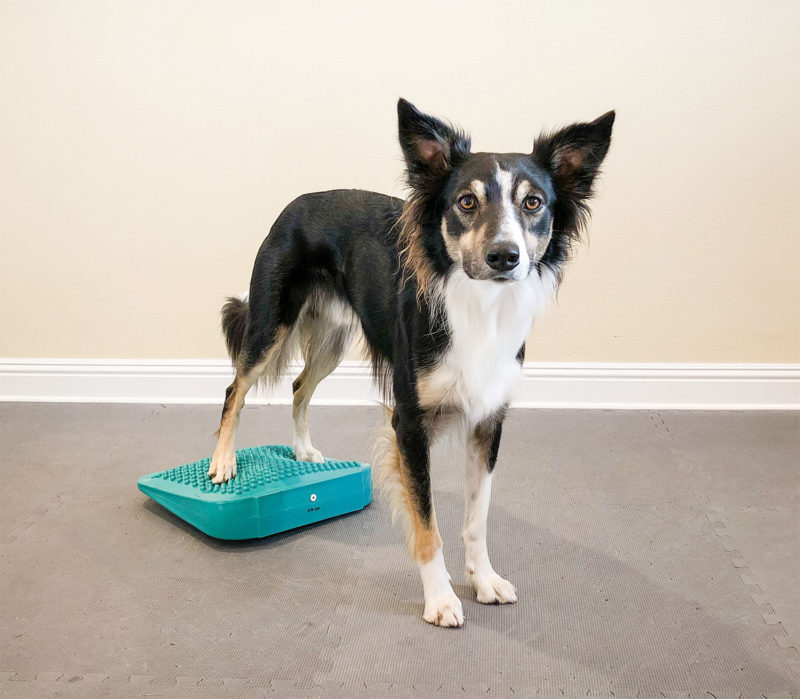 FitPAWS Balance Ramp  Aqua
