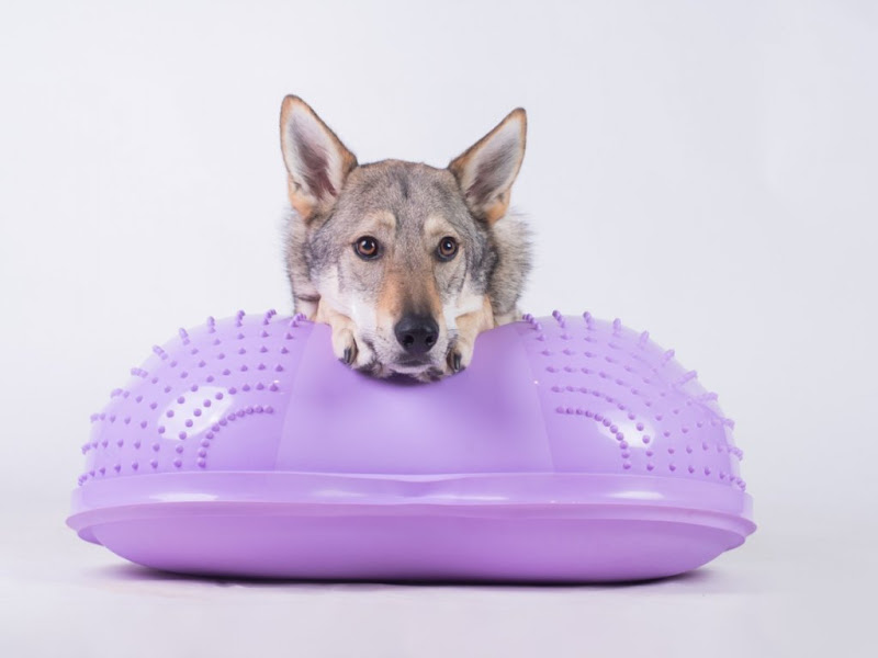 FitPAWS Cloud  Paars