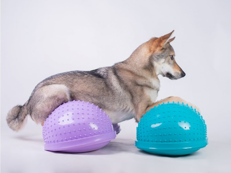 FitPAWS Cloud  Paars