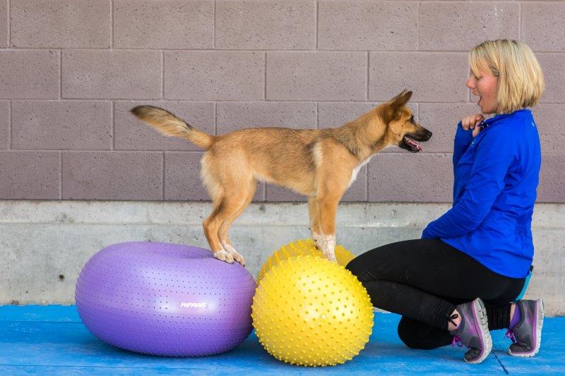 FitPAWS Peanut Trax  40 cm  Geel