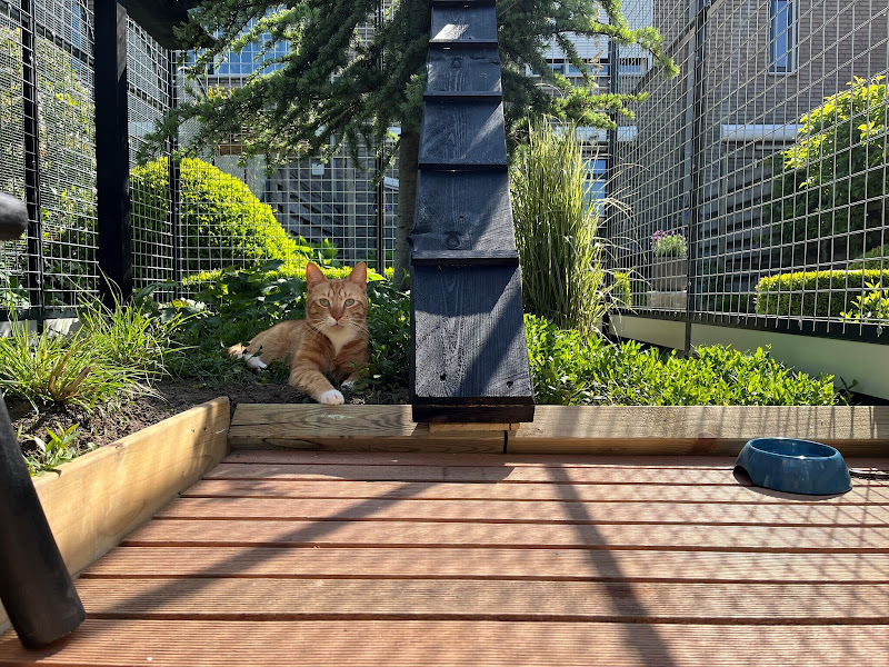 Aluminium Kattenren - 306 x 197 x 188 cm