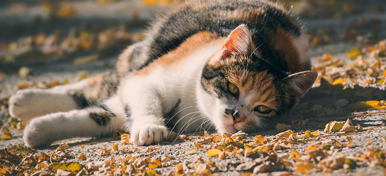 Kattenhok