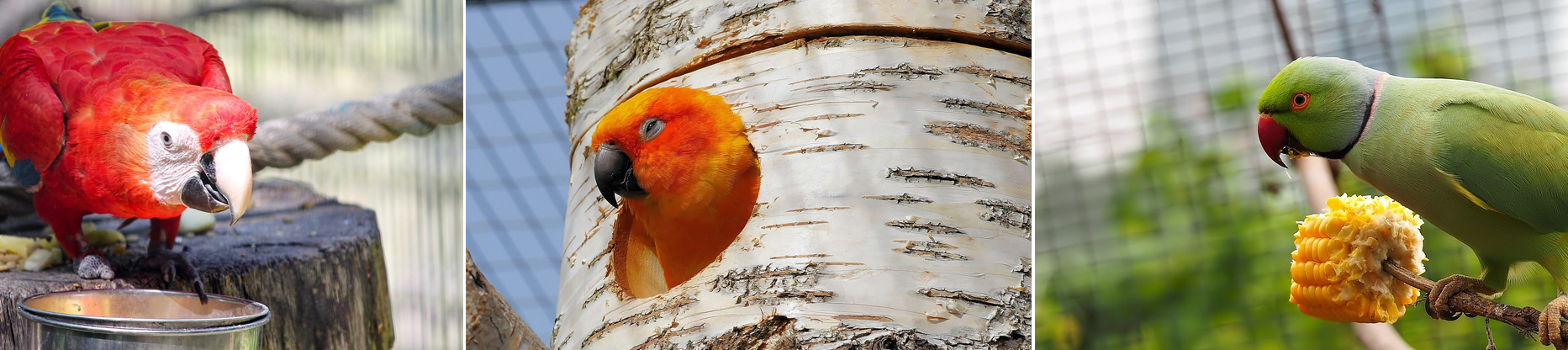 groot vogelkooi