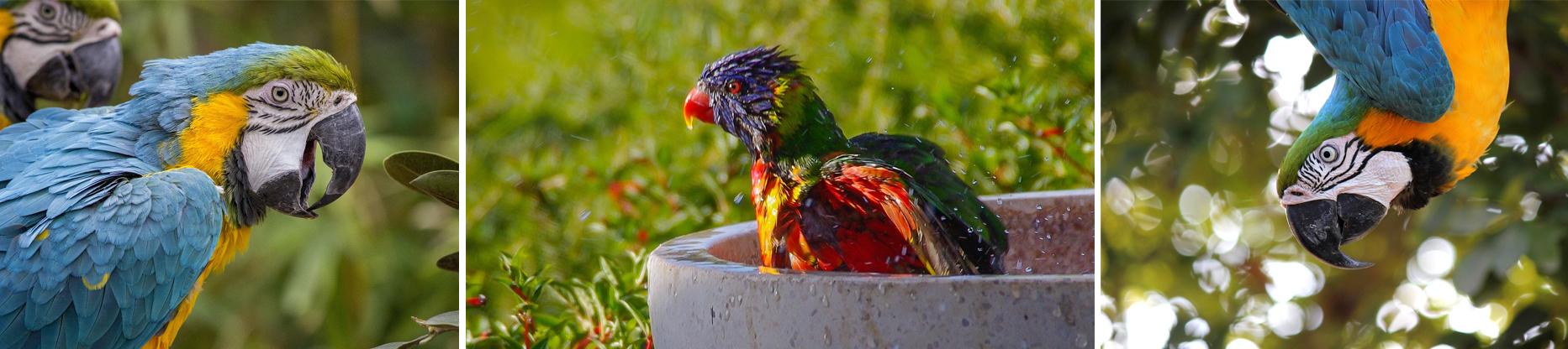 grote vogelkooi groot vogel