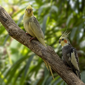 Vogelbenodigdheden voor binnen en buiten