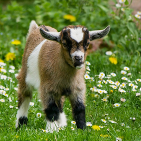 Boerderij verblijven